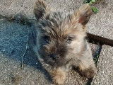 Chiots Cairn Terrier à vendre