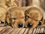 Chiots Labrador LOF à vendre
