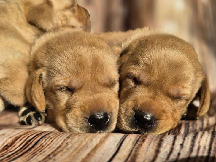 Chiots Labrador LOF à vendre