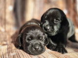 Chiots Labrador LOF à vendre
