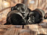 Chiots Labrador LOF à vendre