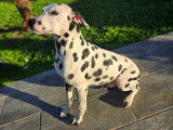 Mâle Dalmatien disponible pour saillie
