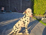 Mâle Dalmatien disponible pour saillie