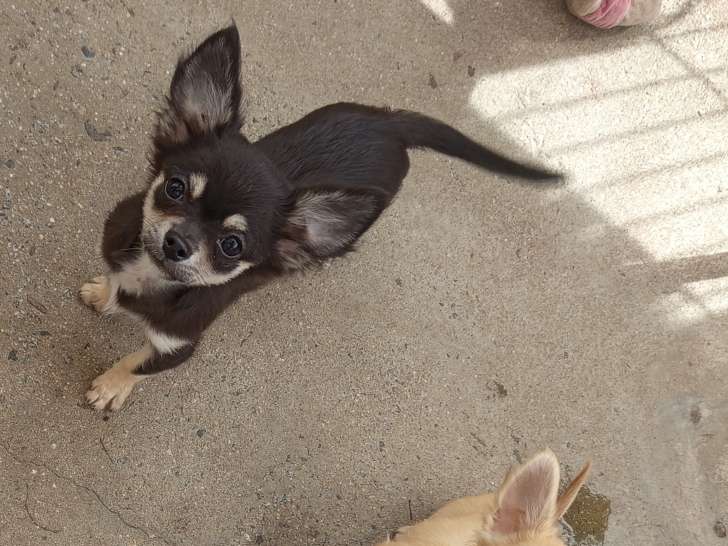 Chiot Chihuahua disponible
