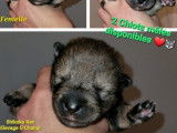 3 chiots Shikoku Ken à réserver