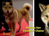 3 chiots Shikoku Ken à réserver