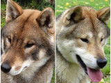 3 chiots Shikoku Ken à réserver