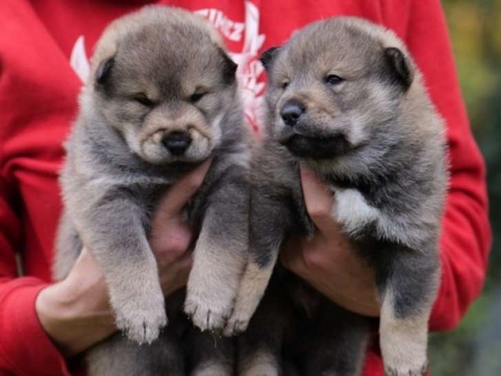 3 chiots Shikoku Ken à réserver