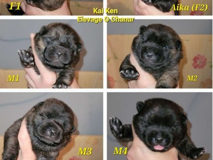 Chiot Kai Ken à réserver
