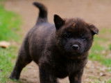Chiot Kai Ken à réserver