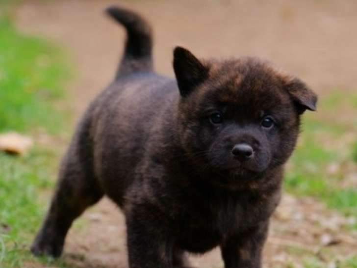 Chiot Kai Ken à réserver