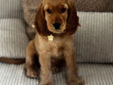 Chiot de type Cocker Anglais femelle à vendre