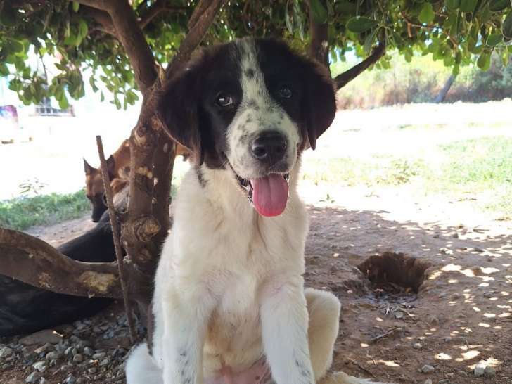 Lazlo, chiot à adopter en association