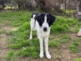 Lazlo, chiot à adopter en association