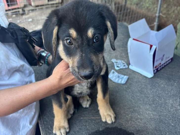 Benito, chiot à adopter