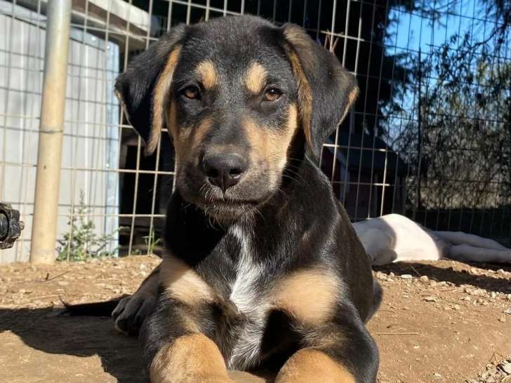 Benito, chiot à adopter