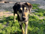 Benito, chiot à adopter