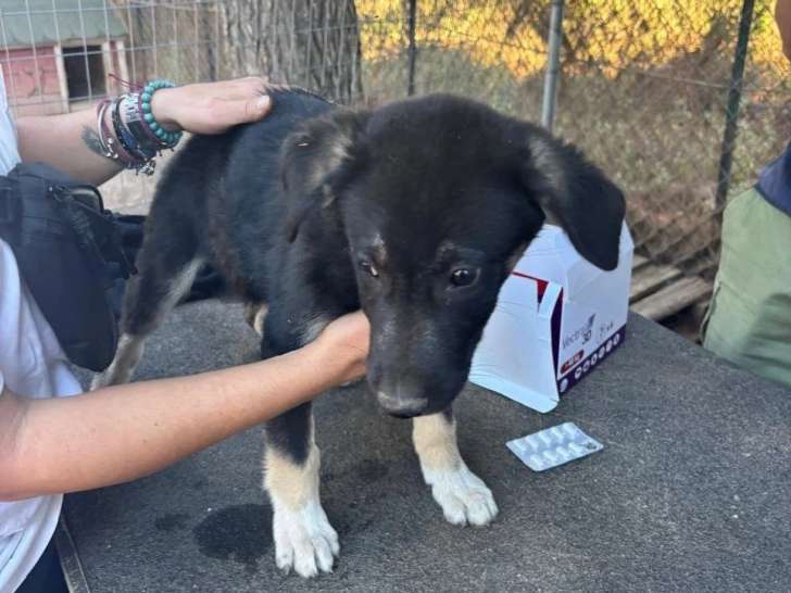 Sparky, chiot à adopter