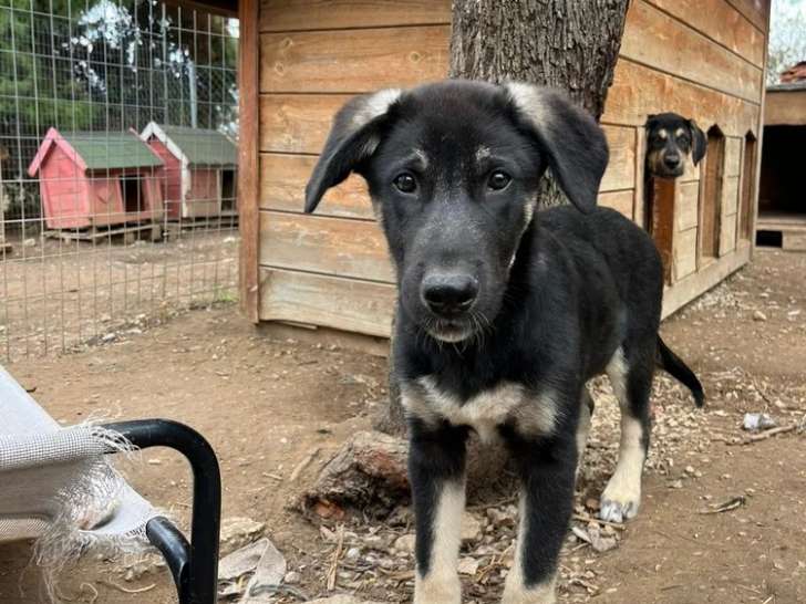 Sparky, chiot à adopter