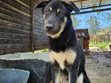 Sparky, chiot à adopter