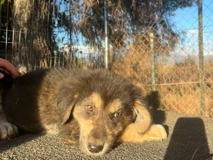 Alex, chiot à adopter en association