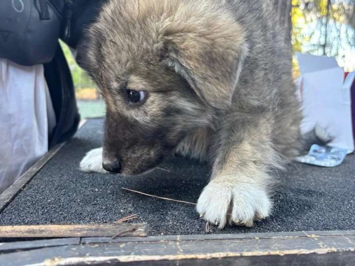 Enzo, chiot à adopter