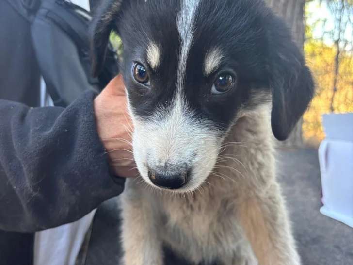 Julien, chiot à adopter en association