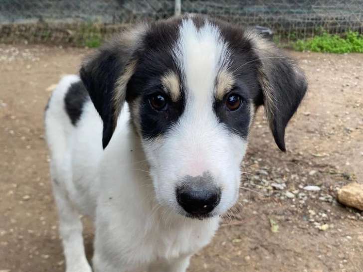 Woo, chiot à adopter