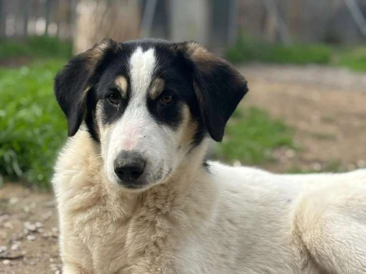 Woo, chiot à adopter