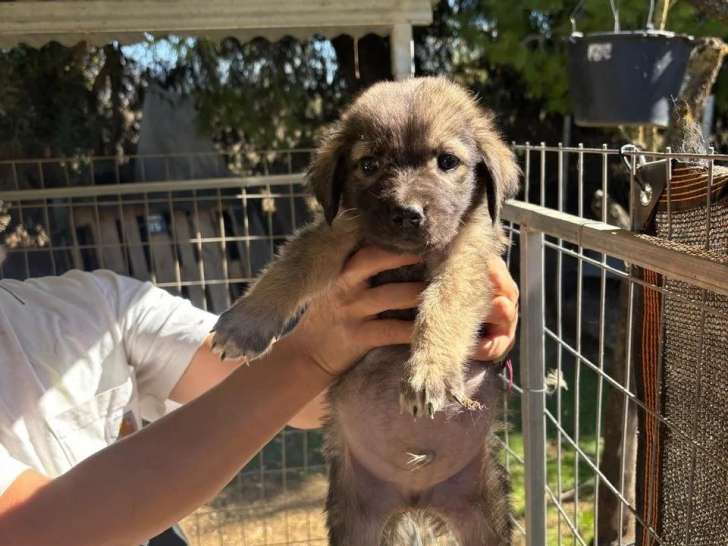 Whiskey, chiot à adopter en association