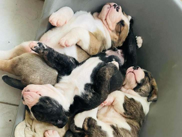 Chiots Berner Bully (Bouvier Bernois croisés Bouledogue Anglais) à réserver