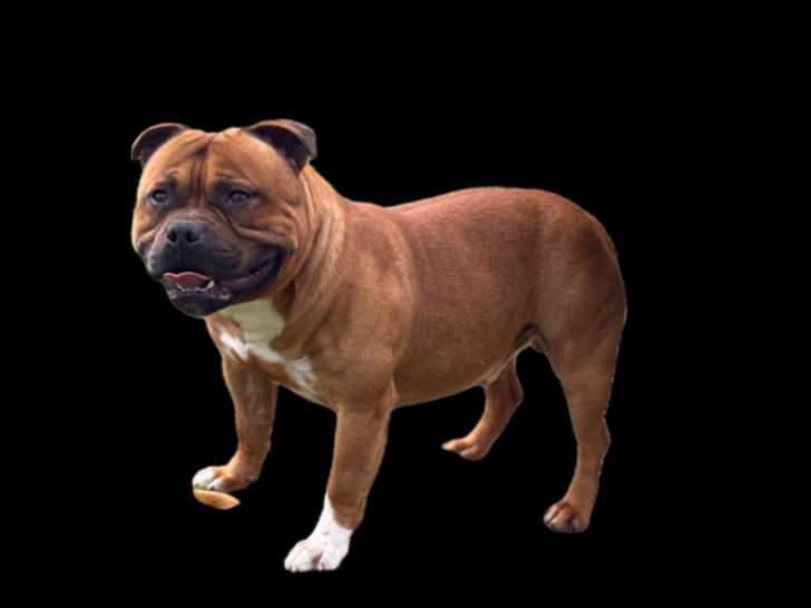Mâle Staffie LOF disponible pour saillie