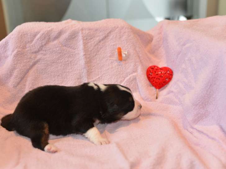 Chiots Berger Australien avec pedigree à vendre