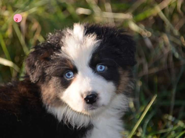 Chiots Berger Australien avec pedigree à vendre