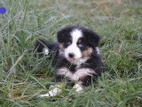 Chiots Berger Australien avec pedigree à vendre
