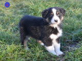 Chiots Berger Australien avec pedigree à vendre