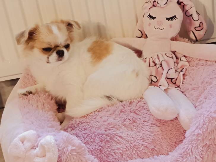 Jeune chienne Chihuahua de 5 mois à vendre