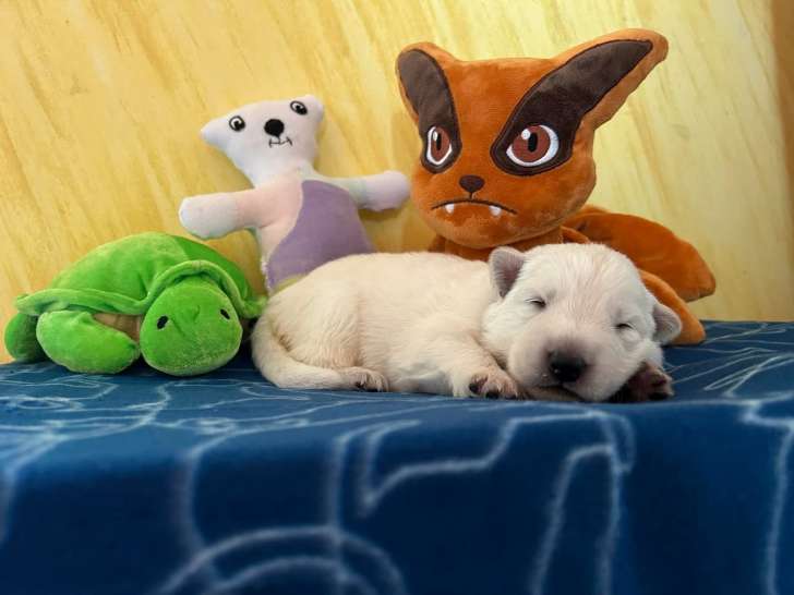 Chiots Berger Blanc Suisse à vendre