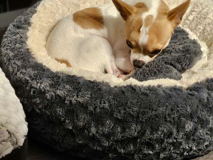 Mâle de type Chihuahua disponible pour saillie