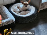 Mâle de type Chihuahua disponible pour saillie