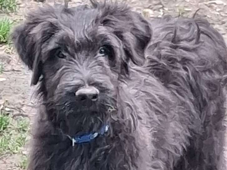 Chiots Briards bleus