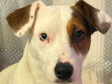 Chien Jack Russel aux yeux vairons à donner