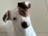 Chien Jack Russel aux yeux vairons à donner