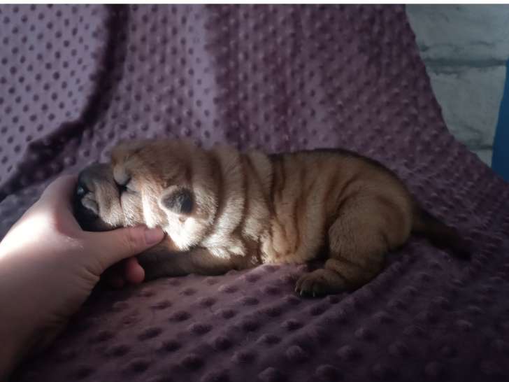 Chiots Shar-Peï à vendre