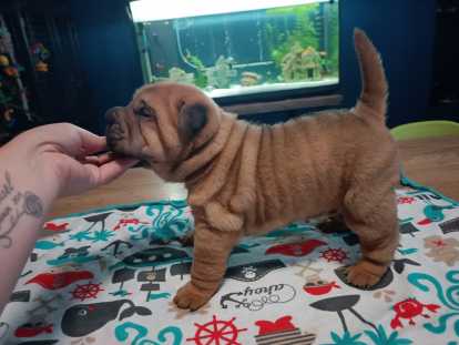 Chiots Shar-Peï à vendre