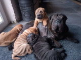 Chiots Shar-Peï