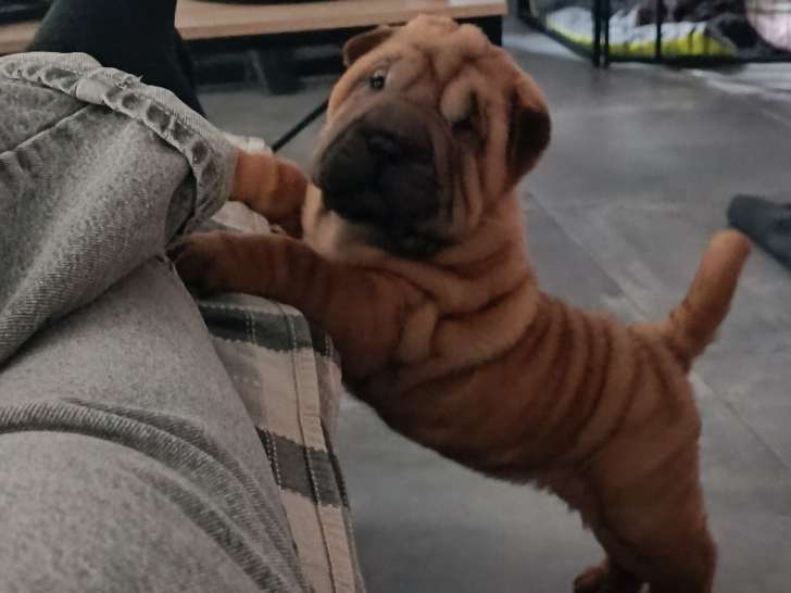 Chiots Shar-Peï