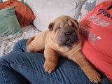 Chiots Shar-Peï