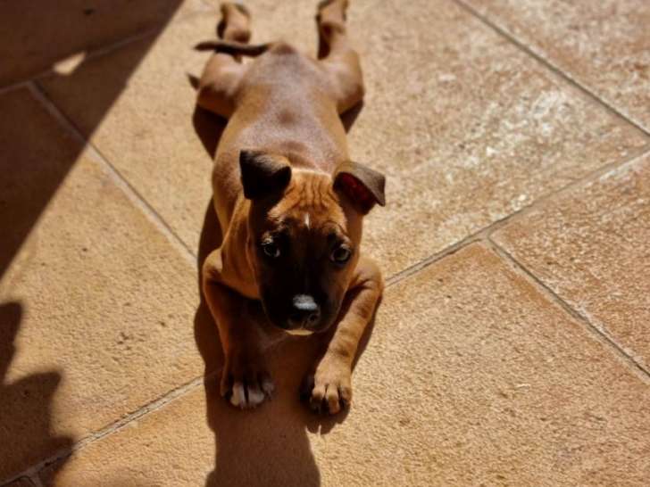 Tyron, mâle Staffordshire Bull Terrier LOF disponible pour saillie
