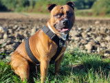 Tyron, mâle Staffordshire Bull Terrier LOF disponible pour saillie
